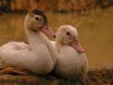 Ducklings.